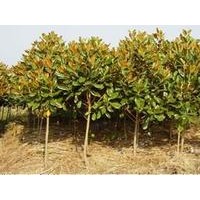 1米高度广玉兰小苗价格.12米高广玉兰小苗报斦