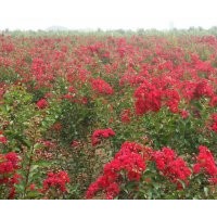 提供大量红火箭、红火球、红叶紫薇苗木