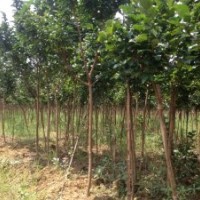 供应湖南长沙3公分紫薇树(图)