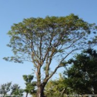 常年销售朴树,榉树,红叶石兰