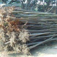 供应栾树价格精品栾树价格移植15公分栾树价格