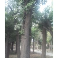 女贞 紫叶李 国槐 皂角 垂柳 白蜡等苗木