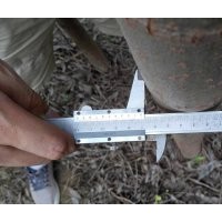 6公分柳树苗价格