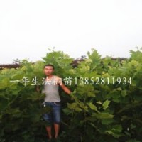 1米高法桐苗扦插苗生长快秋季移植法桐时节好