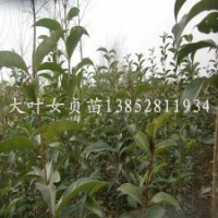 平茬常绿大叶女贞苗1米高大叶女贞小苗移植大叶女贞苗木