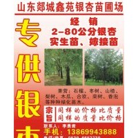 银杏树基地低价直销