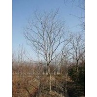 南京乌桕价格8公分乌桕价格10公分乌桕价格