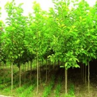 出售各种规格绿化苗木 质优价廉 速生白蜡，速生国槐，速生法桐，