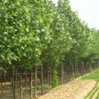 梧桐树价格精品优质梧桐树报价