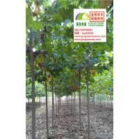 3公分4公分5公分速生法桐清地价大量供应