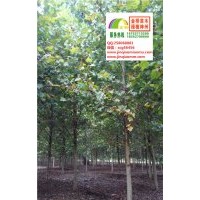 13、14、15、16公分速生法桐低价大量出售