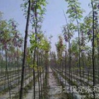 河北保定国槐香花槐基地