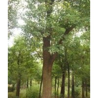 乔木榔榆苗木价格15公分榔榆20公分榔榆直销