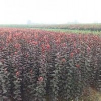 杆径8公分紫叶李苗圃红叶李报价.紫叶李报价.紫叶李价格