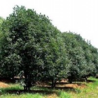 桂花销售精品桂花产地报价全冠桂花