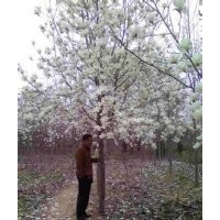 白玉兰价格急售精品白玉兰价格南京白玉兰供应