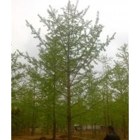 供应银杏树邳州银杏树最新价格