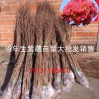 观花小乔木紫薇苗1米高当年生紫薇小苗价格量大送货上门