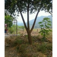 幸福树/菜豆树1-3米低价出售