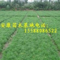 提供30-40-50-60-70-80-90油松 油松小苗 油松树苗(图)