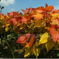 行道树彩色金红杨全红杨杨树速生中华红霞杨