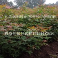 五角枫的种植前景 风景观叶林木小苗2年生五角枫苗批发价供应