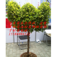 提供1.5米侧柏2米侧柏苗2.5米侧柏苗