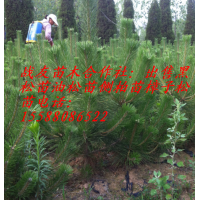 提供30公分油松40公分油松50油松苗60公分油松苗