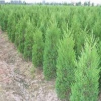 现在1米蜀桧价格1.5米蜀桧价格