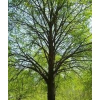 大量供应8-80公分银杏树