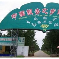 临沂腾达银杏园林，现大量供应1-80公分银杏树