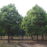 供应香樟价格：15公分香樟价格18公分香樟价格