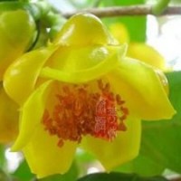 【防城港金花茶】苗木 龙岩花卉 福建苗木