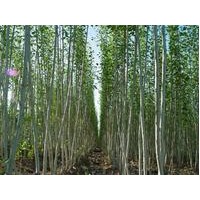 意杨价格意杨基地报价意杨小苗价格