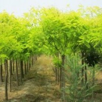 河南万汇实业供应 金叶槐 金枝槐