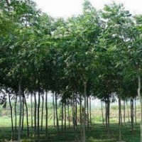 5-8公分栾树开始预订