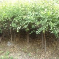 出售 金叶榆 垂榆