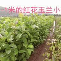 供应高80红花玉兰