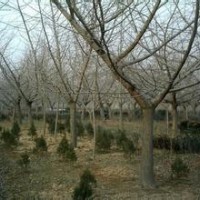 银杏价格南京银杏基地10公分