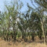 苗圃10公分朴树价格 原生10公分朴树报价 安徽朴树供应