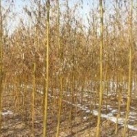 苗圃精品垂柳价格 供应6公分7公分垂柳价格