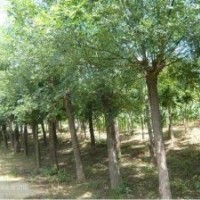 榆树，榆树价格,榆树苗木，河北榆树，榆树种植，榆树养护