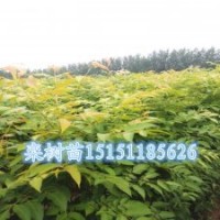 江苏1米高栾树苗行道树2-10公分栾树工程苗量大送货上门
