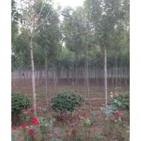 大量法桐、白蜡、白皮松出售
