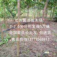 什么苗越大越值钱两公分紫薇放苗圃最合适