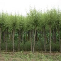供应 垂柳 旱柳 1-2年帽馒头柳