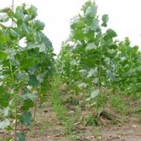 运城夏县速生杨苗木