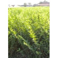 海棠、流苏、等系列精品苗木