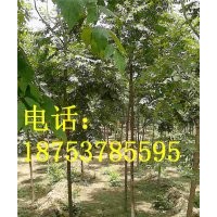 2公分北京栾树