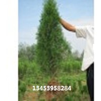 优质侧柏供应 侧柏价格 优购首选